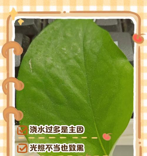 多肉叶尖发黑如何处理？可能的原因和解决方法是什么？