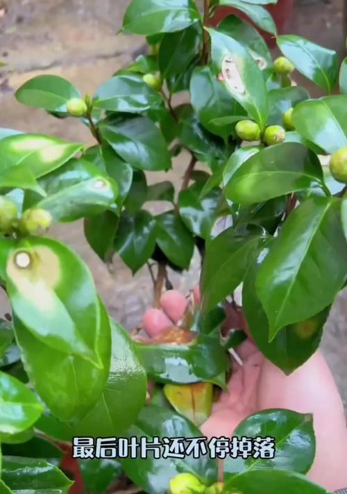 茶花树叶子发黄的原因是什么？如何防治？