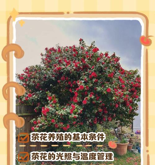 茶花树叶子发黄的原因是什么？如何防治？