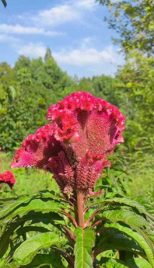 鸡冠花的种植步骤是什么？如何确保其顺利生长？