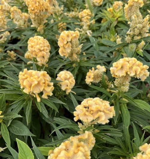 鸡冠花的种植步骤是什么？如何确保其顺利生长？