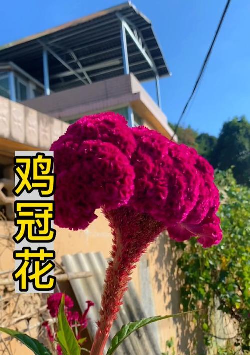 鸡冠花的种植步骤是什么？如何确保其顺利生长？