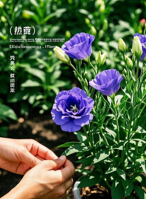 洋桔梗的正确养护方法是什么？如何延长其花期？