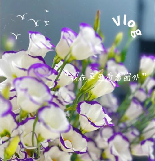 洋桔梗的正确养护方法是什么？如何延长其花期？