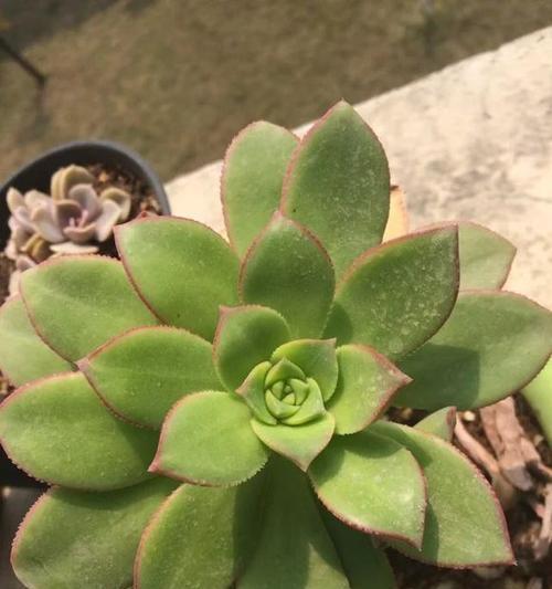 多肉莲花掌的养殖技巧是什么？如何防止多肉莲花掌徒长？