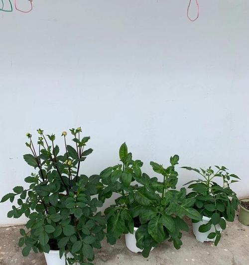 大丽花的繁殖方法有哪些？如何提高大丽花的成活率？