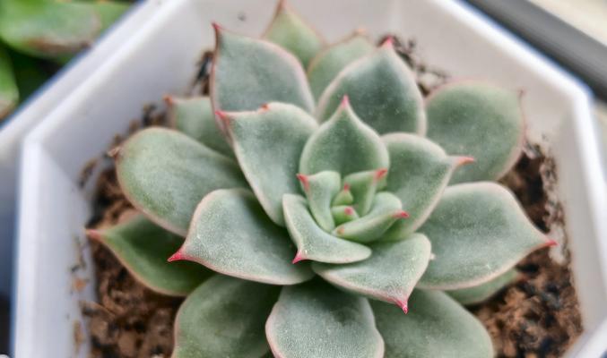 多肉植物生虫了怎么办？有哪些安全的防治方法？