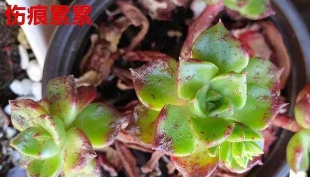 多肉植物生虫了怎么办？有哪些安全的防治方法？