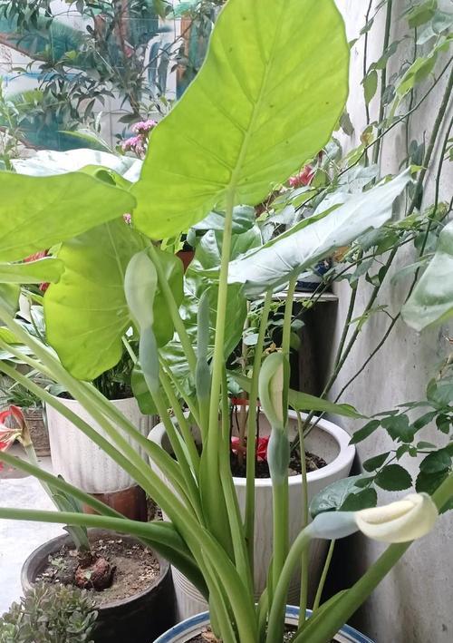 滴水观音适宜的土壤类型是什么？