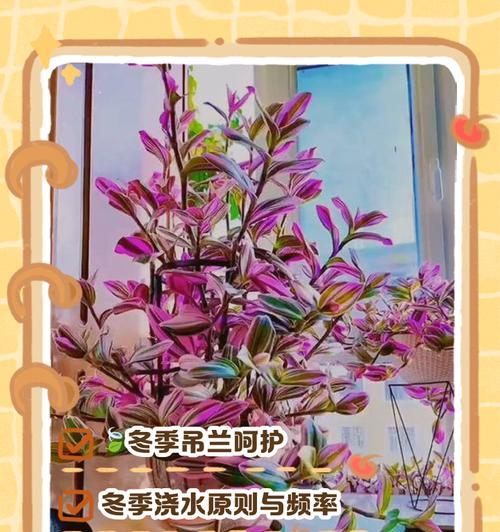 吊兰冬季如何保暖？过冬期间需要注意什么？