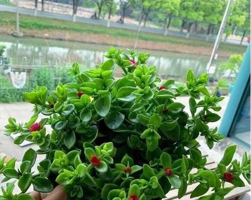 吊兰冬季如何保暖？过冬期间需要注意什么？
