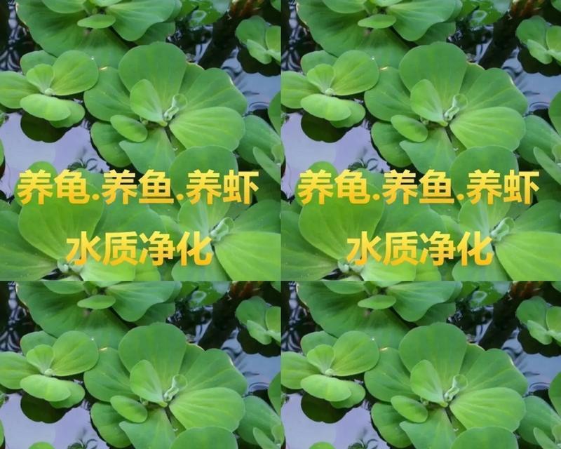 水培植物能否移植到土壤中？移植后如何管理？