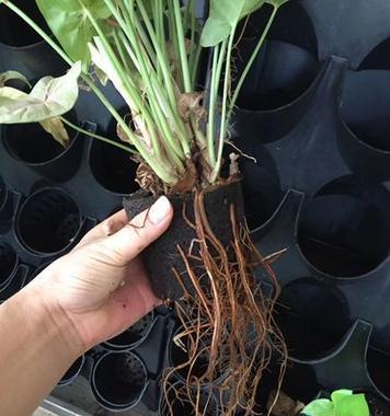 水培植物能否移植到土壤中？移植后如何管理？