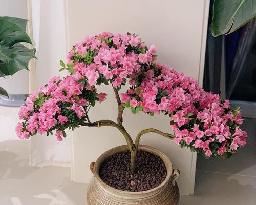 杜鹃花开花后修剪的正确方法是什么？如何促进下次开花？