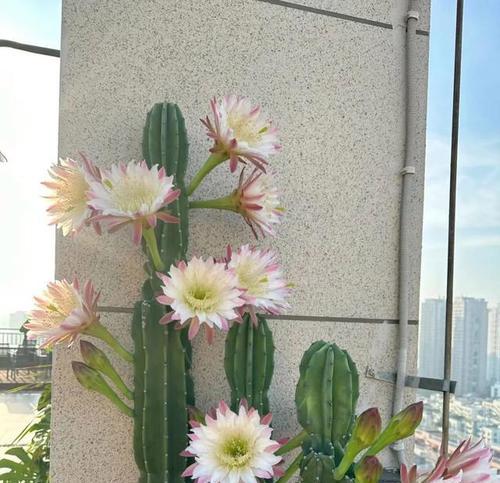 耐旱花卉有哪些？如何选择和养护？
