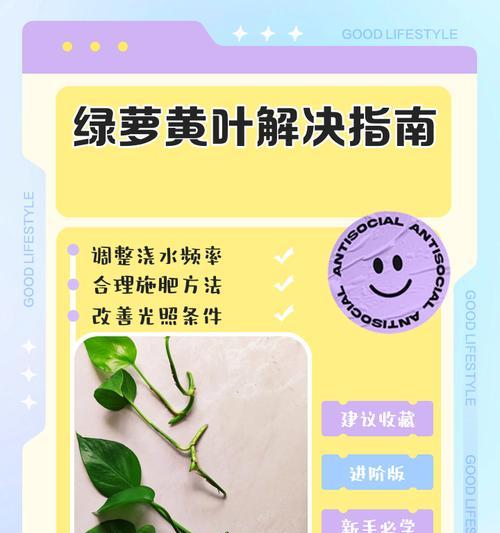 绿箩叶子发黄的原因是什么？如何恢复绿箩的生机？