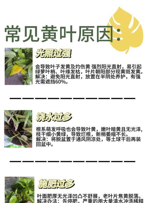 绿箩叶子发黄的原因是什么？如何恢复绿箩的生机？