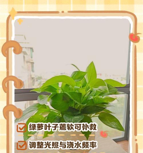 绿箩叶子发黄的原因是什么？如何恢复绿箩的生机？
