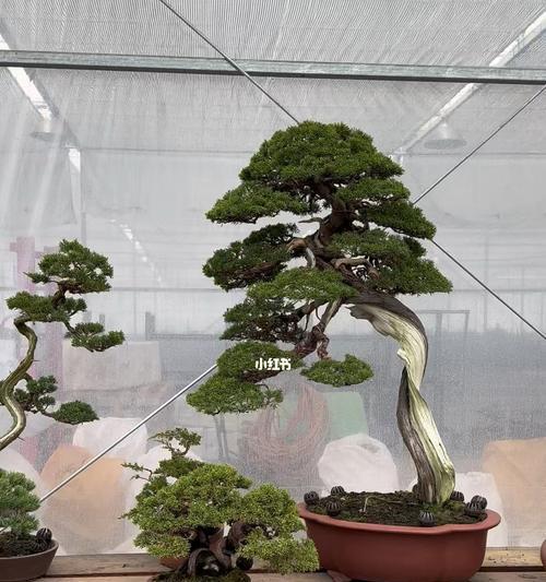 锦晃星砍头后如何管理？有哪些注意事项？