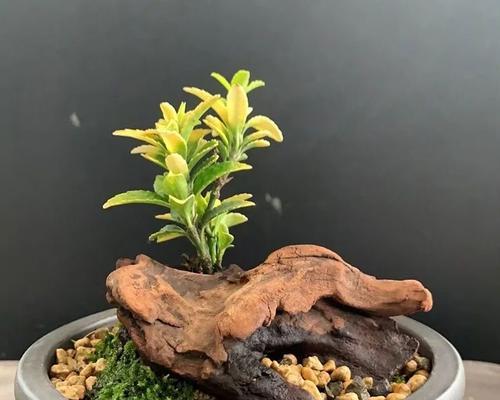 锦晃星砍头后如何管理？有哪些注意事项？