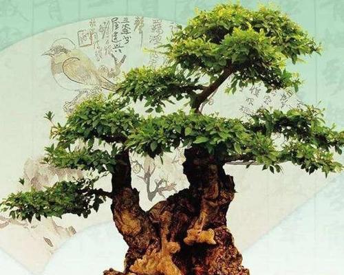 锦晃星砍头后如何管理？有哪些注意事项？