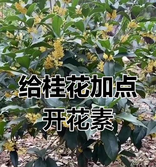 桂花的开花时间是什么时候？如何促进桂花按时开花？