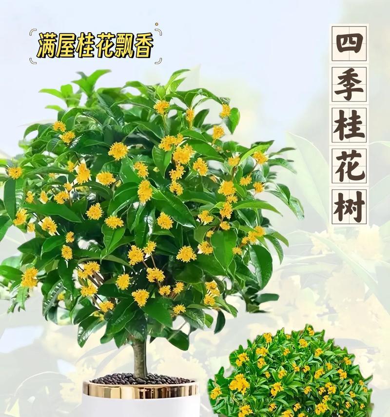 桂花的开花时间是什么时候？如何促进桂花按时开花？