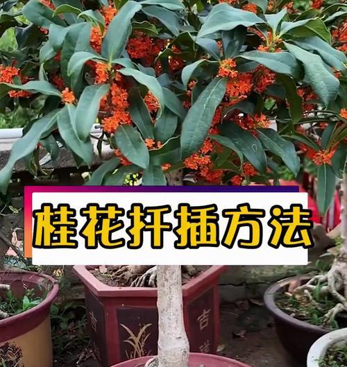 桂花繁殖的有效方法有哪些？