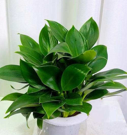 水培植物哪些最好养？如何选择适合的水培植物？
