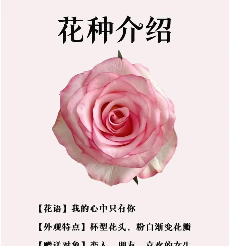 用什么花语表达对女朋友的爱意？
