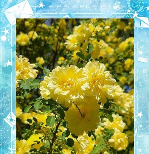 告白花语黄色代表什么？黄色花朵在爱情中象征什么？