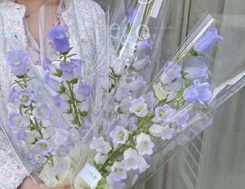 玫瑰风铃的花语和寓意是什么？玫瑰风铃传递的情感信息是什么？