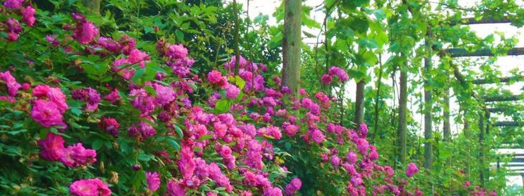 独木菊的花语代表什么含义？