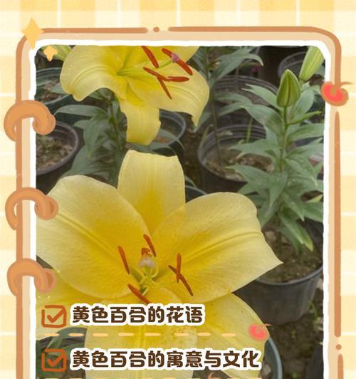 牡丹与百合搭配的花语有何寓意？