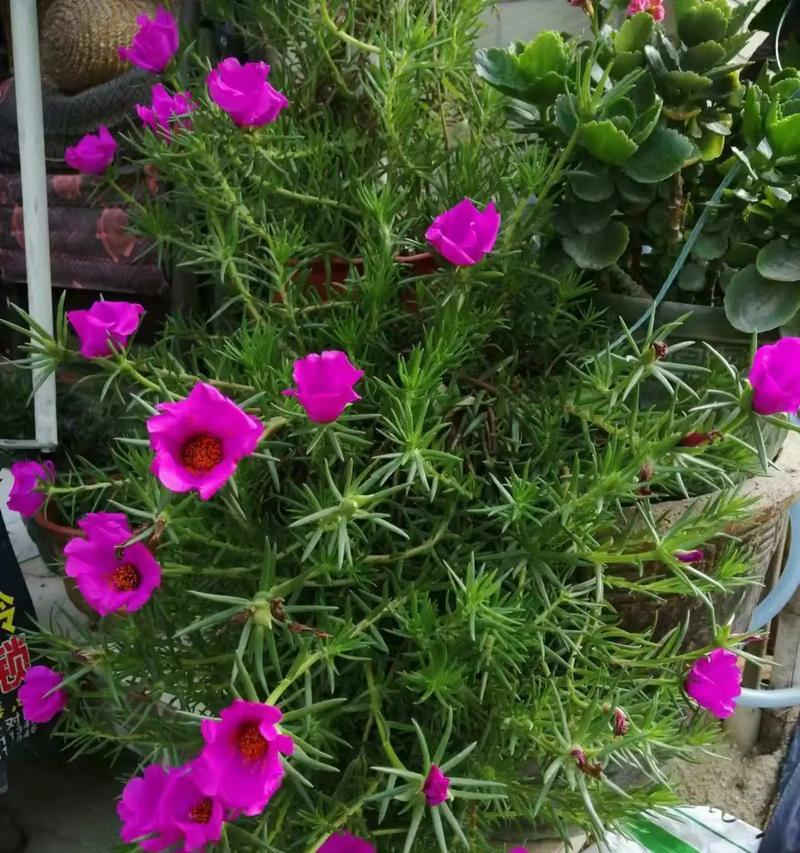 哪种花语代表阳光和快乐？