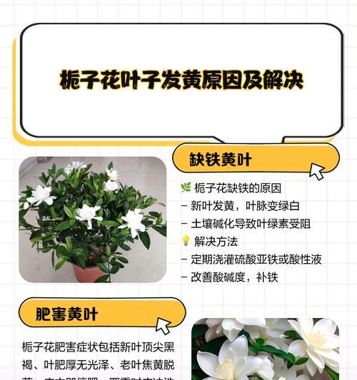 黄叶是什么？如何判断并解决植物黄叶问题？