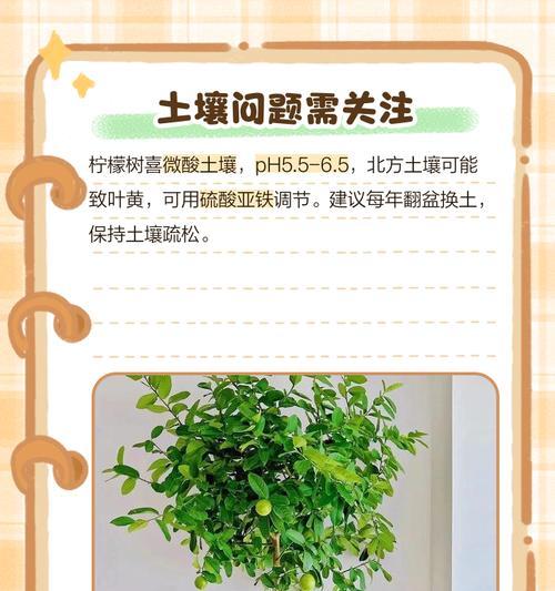 黄叶是什么？如何判断并解决植物黄叶问题？