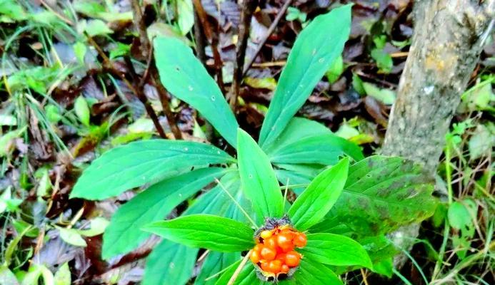 如何欣赏植物的奇观与珍稀特性？