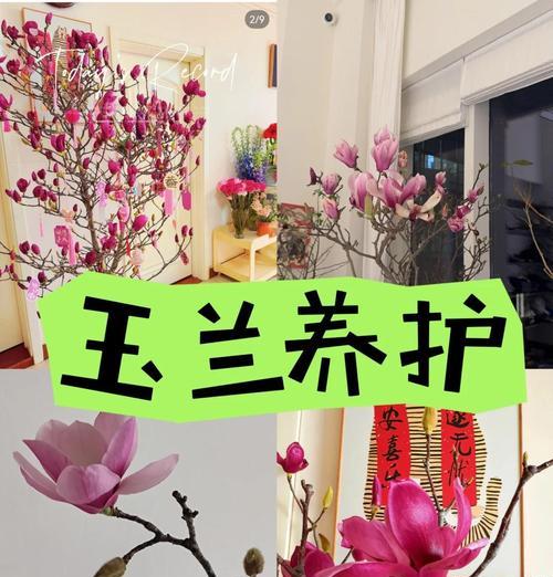 水培玉兰花如何养殖？把春天搬进家的秘诀是什么？