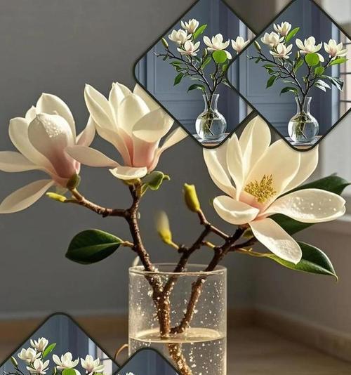 水培玉兰花如何养殖？把春天搬进家的秘诀是什么？