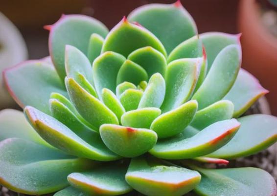 观叶植物开花时应该怎么办？这5种绿植必须狠心剪吗？