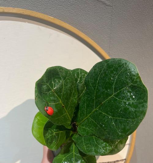 观叶植物开花时应该怎么办？这5种绿植必须狠心剪吗？