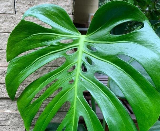 观叶植物开花时应该怎么办？这5种绿植必须狠心剪吗？