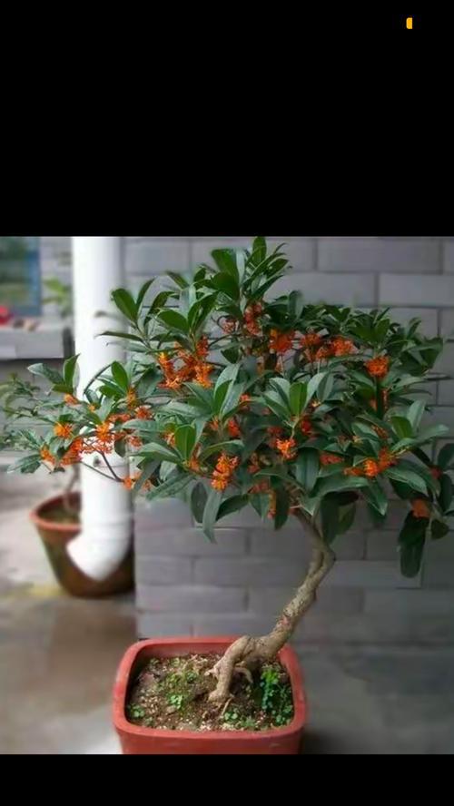 桂花树在农村门前种植有什么作用？科学种植方法是什么？