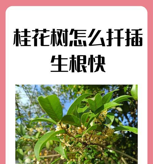 桂花树在农村门前种植有什么作用？科学种植方法是什么？