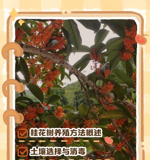 桂花树在农村门前种植有什么作用？科学种植方法是什么？