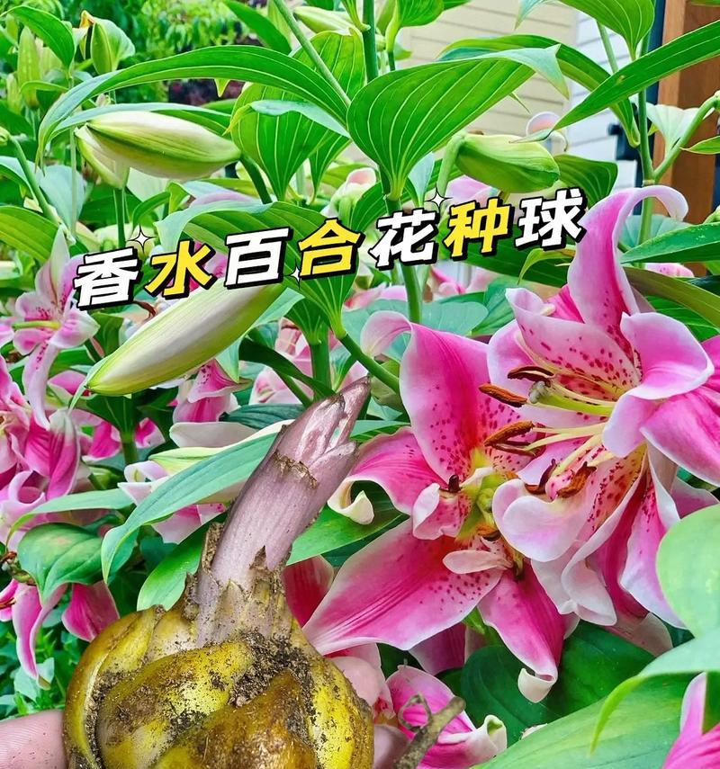 食用百合种球如何种植？冬季赏花的秘诀是什么？