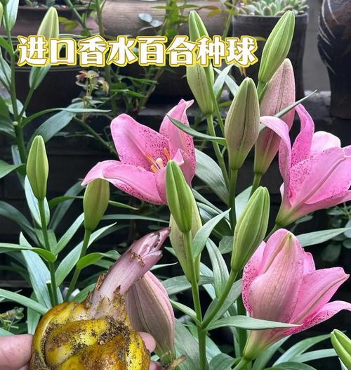食用百合种球如何种植？冬季赏花的秘诀是什么？