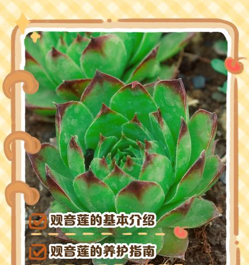 如何全方位养护观音莲？