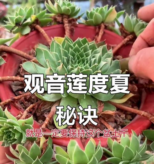 如何全方位养护观音莲？